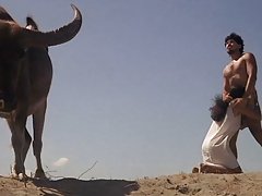 trình biên dịch nháy mắt hậu môn